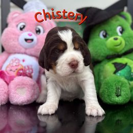 Chistery - Liver white and roan male English Springer Spaniel puppy in Plainwell, Michigan from Homegrown Springers