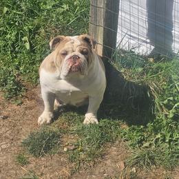Quinn - Bulldog