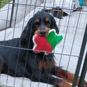 Gordon Setters from Mary Ann's Gordon Setters