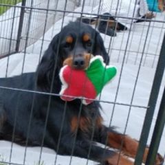 Gordon Setters from Mary Ann's Gordon Setters
