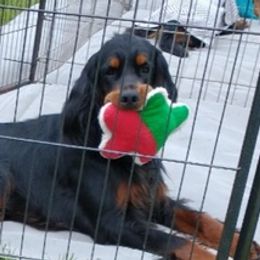 Gordon Setters from Mary Ann's Gordon Setters