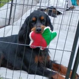 Gordon Setters from Mary Ann's Gordon Setters