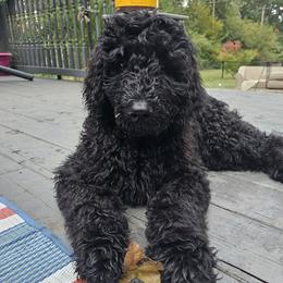Harley - Black and white Bernedoodle puppy in Columbiana, Ohio from Painted Doodles and Poodles LLC