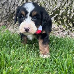 Carson - Tri-color male Bernedoodle puppy in Mint Hill, North Carolina from DoodleForever