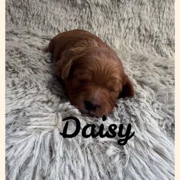 Cavapoo All Grown Up from Carolina Canines