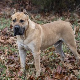 Turco - Perro de Presa Canario