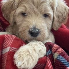 Double Doodle Puppies from Riverside Doodles in Seattle (double doodles)