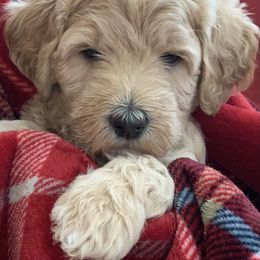 Double Doodle Puppies from Riverside Doodles in Seattle (double doodles)