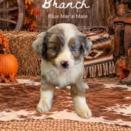Branch - Blue merle male Miniature Australian Shepherd puppy in Oronogo, Missouri from Dutton's Show Me Farms