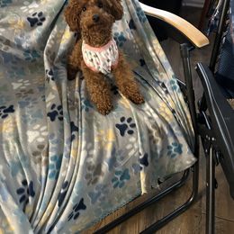 Poodle Puppies from House of  Red Toy Poodles