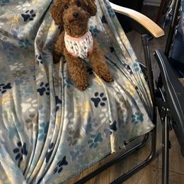 Poodle Puppies from House of  Red Toy Poodles
