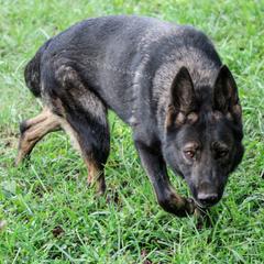 Jayda - German Shepherd