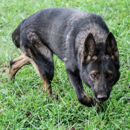 Jayda - German Shepherd