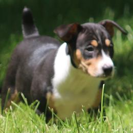 Rat Terrier Puppies from Walnut Acre Decker Terrier and ODT