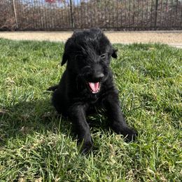 Assorted Doodle Crosses Puppies from Versi Canines