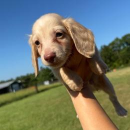 MWM3 cream or red - Cream male Dachshund puppy in Carthage, Texas from Rafter C Ranch Doxies