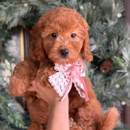 Faith - pink collar - Red  female Goldendoodle puppy in Yuciapa, California from AlltheDoodlez_
