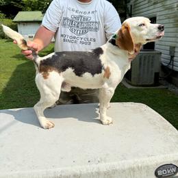Rip - Beagle