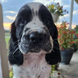 Tucker - Black and white male English Springer Spaniel puppy in Statesville, North Carolina from BAR Z Springers