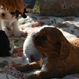 Cavalier King Charles Spaniel Puppies from Critter's Cottage Cavaliers