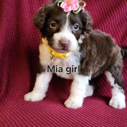 Mia girl - Brown and white female Portuguese Water Dog puppy in Narvon, Pennsylvania from Prized Family Porties