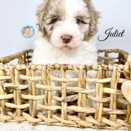 Aussiedoodle, Bernedoodle, and Goldendoodle Puppies from Dandy Doodle Ranch