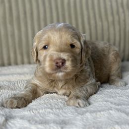 Pink Collar "Bellini Bash" - Australian Labradoodle puppy from Providence Labradoodles, LLC