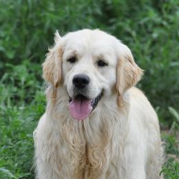 Zahara - Golden Retriever