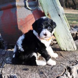 Jonah - Black and white male Portuguese Water Dog puppy in Hamptonville, North Carolina from Alabama Havanese Kennel Tidewater Kennel