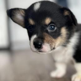 Pembroke Welsh Corgis from Db’s Pembroke Welsh Corgis