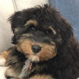 Bernedoodles from Bailey's Bernedoodles