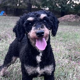 Bernedoodles, Cockapoos, Cocker Spaniels, Goldendoodles, and Poodles from Doods & Dolls