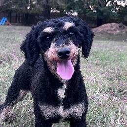 Bernedoodles, Cockapoos, Cocker Spaniels, Goldendoodles, and Poodles from Doods & Dolls