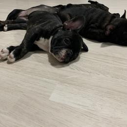French Bulldog Puppies from Luna and London’s Puppies