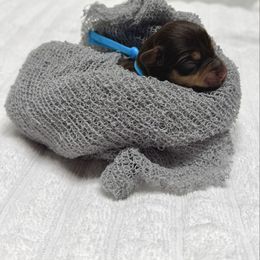 Crete - Liver male Miniature Schnauzer puppy in Huntington, Utah from Schnauzers on Robinson Lane