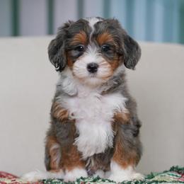 Flint - Merle male Bernedoodle puppy in Dundee, Ohio from Down Home Doodle