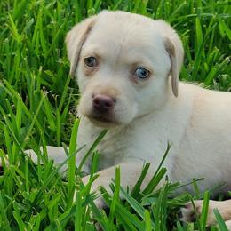 Tiny Tim - Champagne male Dilute Retriever puppy in Missouri City, Texas from Labrador Retriever Puppies
