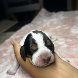 Rose - Blue ticked and tan female Bluetick Coonhound puppy in Wolf Creek, Oregon from Dejah Bleu Kennels