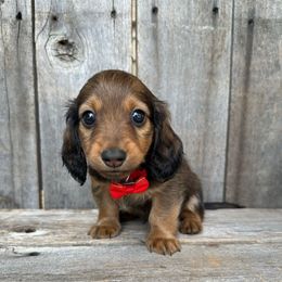 Bodhi - Red male Dachshund puppy in South Willard, Utah from Doxies in the Sun