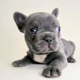 French Bulldog and Pomsky Puppies from Mini French Bulldog Pups