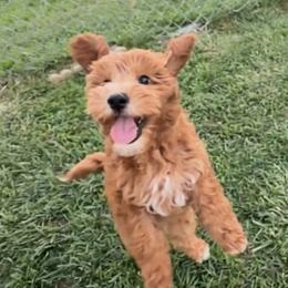 Kenickie - Red  male Goldendoodle puppy in Decatur, Texas from Scherrer Sweet Goldendoodles