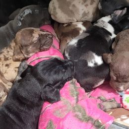 Great Danes from E.C. Prophetic Danes