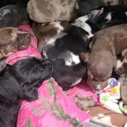 Great Danes from E.C. Prophetic Danes