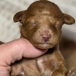 Sunny - Red  female Poodle puppy in West Point, Mississippi from Golden Paws