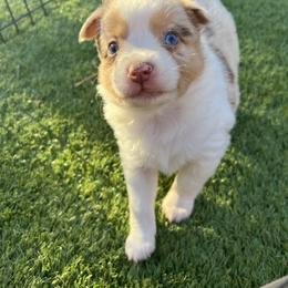 Miniature Australian Shepherd Puppies from B my Sunshines Mini Aussies