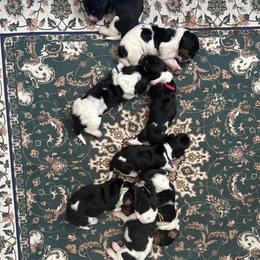 Basset Hound puppies from Midnight Hound