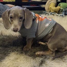 Sterling - Fawn (isabella) and tan male Dachshund puppy in Salem, Oregon from Ide's of March Dachshunds