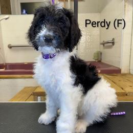 Perdy - Parti female Goldendoodle puppy in Water Valley, Mississippi from Olympian Doodles