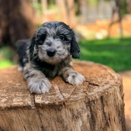 Sky - Merle female Goldendoodle puppy in Pollock Pines, California from Penny Lane’s Doodles