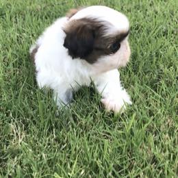 Shih Tzu Puppies from Willow Lane Shih Tzus